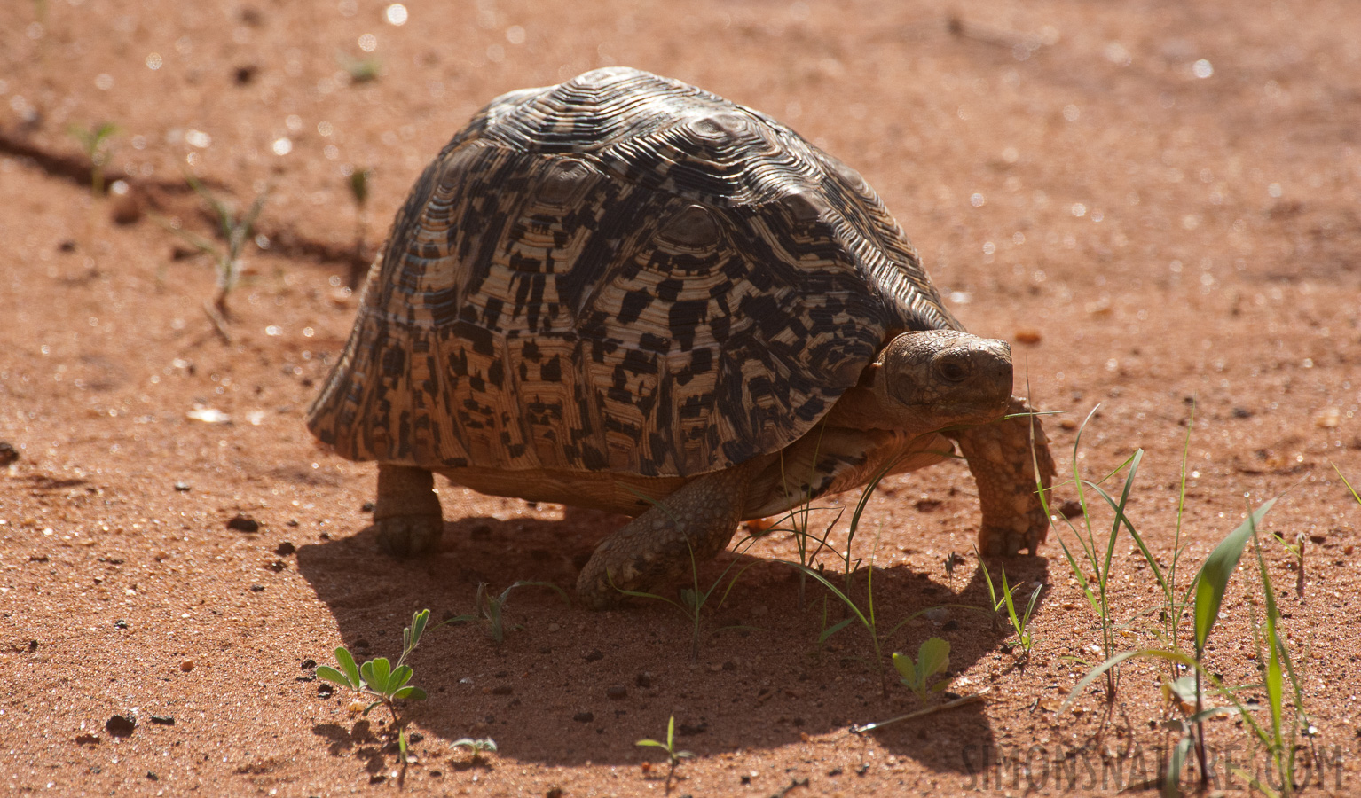 Stigmochelys pardalis babcocki [550 mm, 1/3200 Sek. bei f / 8.0, ISO 1600]